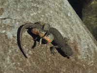 Euproctus asper 7, Pyreneeenbeeksalamander, Saxifraga-Willem van Kruijsbergen