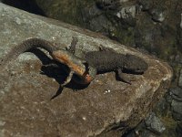 Euproctus asper 8, Pyreneeenbeeksalamander, Saxifraga-Willem van Kruijsbergen