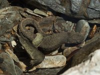 Euproctus asper 9, Pyreneeenbeeksalamander, Saxifraga-Willem van Kruijsbergen