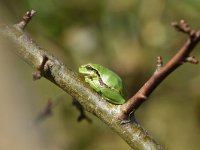 Hyla arborea 101, Boomkikker, Saxifraga-Luuk Vermeer