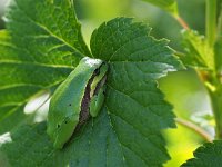 Hyla arborea 104, Boomkikker, Saxifraga-Hans Dekker