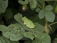 Hyla arborea 108, Boomkikker, Saxifraga-Willem van Kruijsbergen