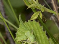 Hyla arborea 112, Boomkikker, juv, Saxifraga-Willem van Kruijsbergen