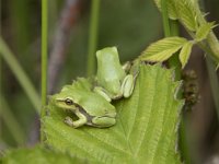 Hyla arborea 114, Boomkikker, juv, Saxifraga-Willem van Kruijsbergen