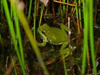 Hyla arborea 17, Boomkikker, Saxifraga-Mark Zekhuis