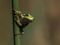 Hyla arborea 2, Boomkikker, Saxifraga-Arie de Knijff