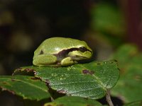 Hyla arborea 32, Boomkikker, Saxifraga-Luuk Vermeer