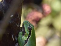 Hyla arborea 35, Boomkikker, Saxifraga-Luuk Vermeer