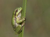 Hyla arborea 38, Boomkikker, Saxifraga-Mark Zekhuis