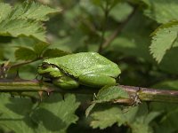 Hyla arborea 49, Boomkikker, Saxifraga-Jan van der Straaten