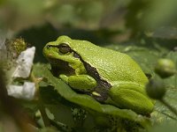 Hyla arborea 52, Boomkikker, Saxifraga-Jan van der Straaten