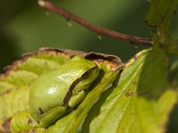 Hyla arborea 54, Boomkikker, Saxifraga-Jan van der Straaten