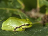 Hyla arborea 58, Boomkikker, Saxifraga-Jan van der Straaten