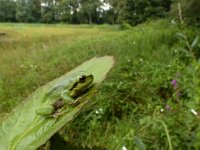 Hyla arborea 64, Boomkikker, Saxifraga-Mark Zekhuis