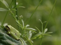 Hyla arborea 72, Boomkikker, Saxifraga-Bas Klaver