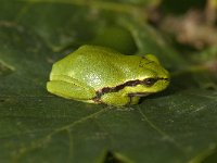 Hyla arborea 82, Boomkikker, Saxifraga-Willem van Kruijsbergen