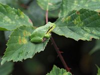 Hyla arborea 94, Boomkikker, Saxifraga-Hans Dekker