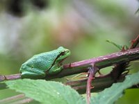 Hyla arborea 95, Boomkikker, Saxifraga-Hans Dekker