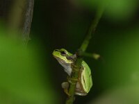 Hyla arborea 116, Boomkikker, adult, Saxifraga- Theo Verstrael