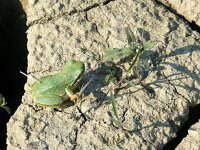Hyla arborea 84, Boomkikker, Saxifraga-Hans Grotenhuis