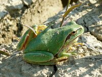 Hyla arborea 85,  Boomkikker, Saxifraga-Hans Grotenhuis