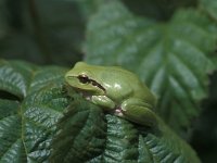 Hyla meridionalis 1, Mediterrane boomkikker, Saxifraga-Rob Felix