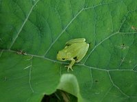 Hyla meridionalis 5, Mediterrane boomkikker, Saxifraga-Dirk Hilbers