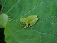 Hyla meridionalis 6, Mediterrane boomkikker, Saxifraga-Dirk Hilbers