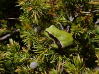 Hyla molleri 1, Iberische boomkikker, Saxifraga-Ed Stikvoort