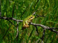 Hyla orientalis 1, Oostelijke boomkikker, Saxifraga-Ed Stikvoort