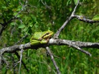 Hyla orientalis 2, Oostelijke boomkikker, Saxifraga-Ed Stikvoort