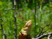 Hyla orientalis 3, Oostelijke boomkikker, Saxifraga-Ed Stikvoort