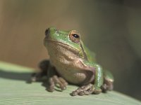 Hyla sarda 1, Sardijnse boomkikker, Saxifraga-Edo van Uchelen