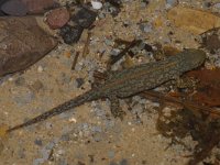 Ichthyosaura alpestris , Alpine Newt