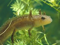 Ichthyosaura alpestris 11, female, Alpenwatersalamander, Saxifraga-Kees Marijnissen