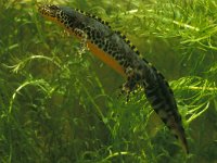 Ichthyosaura alpestris 13, female, Alpenwatersalamander, Saxifraga-Kees Marijnissen