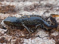 Ichthyosaura alpestris 15, male, Alpenwatersalamander, Saxifraga-Willem van Kruijsbergen