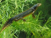 Ichthyosaura alpestris 16, male, Alpenwatersalamander, Saxifraga-Kees Marijnissen