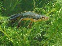 Ichthyosaura alpestris 19, male, Alpenwatersalamander, Saxifraga-Kees Marijnissen