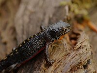 Ichthyosaura alpestris 20, male, Alpenwatersalamander, Saxifraga-Willem van Kruijsbergen