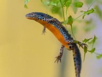 Alpine Newt with yellow background  Wild Alpine Newt, Ichthyosaura alpestris, formerly Triturus alpestris and Mesotriton alpestris in a Natural Habitat Setting : Alpenmolch, Triton alpestre, Triturus, alpenwatersalamander, alpestris, alpine, amphibian, animal, aquarium, aquatic, background, beautiful, belly, biology, closeup, color, conservation, endangered, europe, fauna, freshwater, full, horizontal, ichthyosaura, macro, mating, mesotriton, natural, nature, newt, one, orange, outdoor, pond, protected, red, salamander, season, species, spotted, swimming, underwater, water, white-black-spotted, wild, wilderness, wildlife, yellow