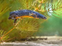 Male Alpine Newt swimming under water  Wild Alpine Newt, Ichthyosaura alpestris, formerly Triturus alpestris and Mesotriton alpestris in a Natural Habitat Setting : Alpenmolch, Triton alpestre, Triturus, alpenwatersalamander, alpestris, alpine, amphibian, animal, aquarium, aquatic, background, beautiful, belly, biology, closeup, color, conservation, endangered, europe, fauna, freshwater, full, horizontal, ichthyosaura, macro, mating, mesotriton, natural, nature, newt, one, orange, outdoor, pond, protected, red, salamander, season, species, spotted, swimming, underwater, water, white-black-spotted, wild, wilderness, wildlife