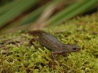 Ichthyosaura alpestris 27, Alpenwatersalamander, Saxifraga-Bas Klaver