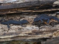 Ichthyosaura alpestris 30, Alpenwatersalamander, Saxifraga-Luuk Vermeer