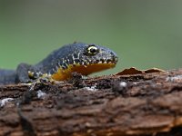 Ichthyosaura alpestris 33, Alpenwatersalamander, Saxifraga-Luuk Vermeer