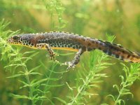 Ichthyosaura alpestris 9, female, Alpenwatersalamander, Saxifraga-Kees Marijnissen