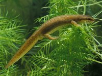 Lissotriton helveticus, Palmate Newt