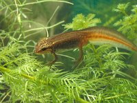 Lissotriton helveticus 10, male, Vinpootsalamander, Saxifraga-Kees Marijnissen