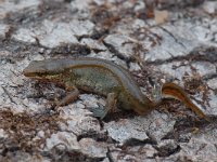 Lissotriton helveticus 12, Vinpootsalamander, Saxifraga-Willem van Kruijsbergen