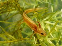 Lissotriton helveticus 3, larva, Vinpootsalamander, Saxifraga-Kees Marijnissen